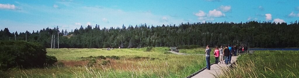 A group of pedestrians walk along a boardwalk in a wetland